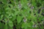 Nasiona bazylia OCIMUM BASILICUM 0,5 g