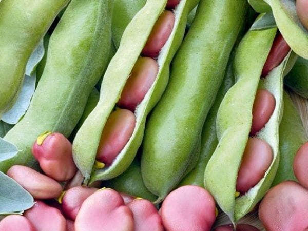 BÓB KARMAZYN karminoworóżowy 50g nasion W.Legutko