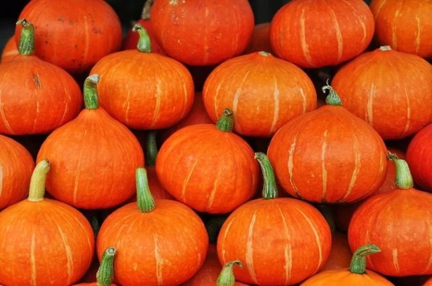 Dynia olbrzymia melonowa żółta Legutko 3 g