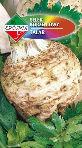 Seler korzeniowy Maxim nasiona 1 g